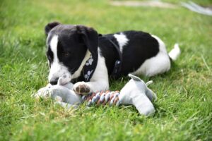 Die besten Spielideen für junge Hunde und Welpen