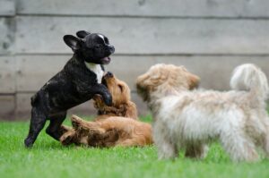 Neue Erkenntnisse in der genetischen Verhaltensforschung: Anwendungsmöglichkeiten im Welpentraining